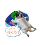 パグの諷太郎⭐︎第3段（個別スタンプ：12）