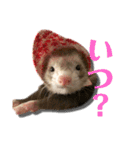 フェレット気分2（個別スタンプ：1）