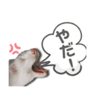 フェレット気分2（個別スタンプ：6）