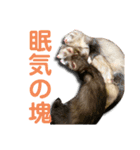 フェレット気分2（個別スタンプ：12）