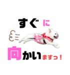 フレブル☆福たん 文字デカver挨拶編（個別スタンプ：11）