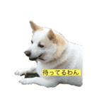 コーギーミックスきなこと仲間達（個別スタンプ：2）