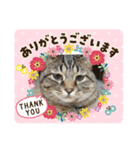 コーギーミックスきなこと仲間達（個別スタンプ：10）
