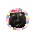 コーギーミックスきなこと仲間達（個別スタンプ：16）