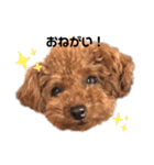 トイプーのクッキー★（個別スタンプ：1）