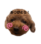 トイプーのクッキー★（個別スタンプ：3）