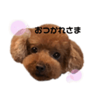 トイプーのクッキー★（個別スタンプ：5）