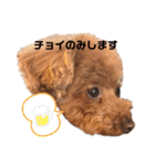 トイプーのクッキー★（個別スタンプ：7）