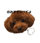 トイプーのクッキー★（個別スタンプ：8）