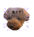 トイプーのクッキー★（個別スタンプ：13）