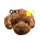 トイプーのクッキー★（個別スタンプ：19）