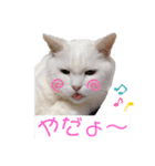 チビの2020（個別スタンプ：1）