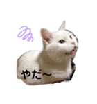 チビの2020（個別スタンプ：7）