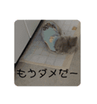 バニラスペシャル（個別スタンプ：11）