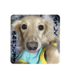 バニラスペシャル（個別スタンプ：15）