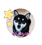黒柴 日常で使えるスタンプ（個別スタンプ：3）