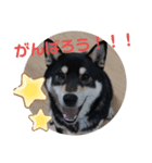 黒柴 日常で使えるスタンプ（個別スタンプ：16）