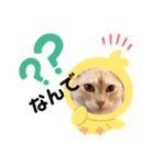 ぼくたちわたしたちマンチカンズ from Kiki（個別スタンプ：5）