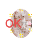 ぼくたちわたしたちマンチカンズ from Kiki（個別スタンプ：7）
