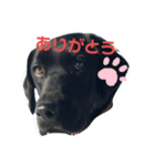 黒ラブぱーるちゃんの仲間たち（個別スタンプ：3）