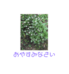あには（個別スタンプ：8）