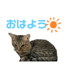 お空くんスタンプ（個別スタンプ：1）