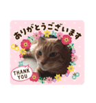猫のコンタロウとお花のスタンプ（個別スタンプ：5）