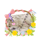 愛しのもかたんたん（個別スタンプ：4）