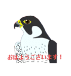 猛禽類。（個別スタンプ：1）