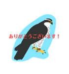 猛禽類。（個別スタンプ：3）