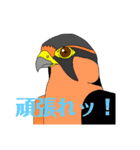 猛禽類。（個別スタンプ：7）