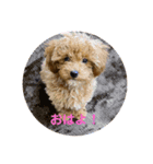 cocoスタンプ 1st（個別スタンプ：1）