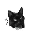 猫のひじきです。（個別スタンプ：1）
