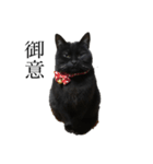 猫のひじきです。（個別スタンプ：2）