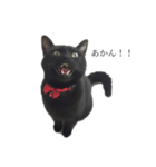 猫のひじきです。（個別スタンプ：3）