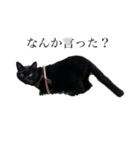 猫のひじきです。（個別スタンプ：4）