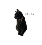 猫のひじきです。（個別スタンプ：6）