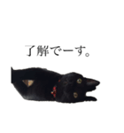 猫のひじきです。（個別スタンプ：8）