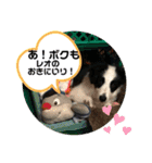 ケロレオ9（個別スタンプ：26）