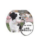 ケロレオ9（個別スタンプ：28）
