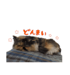 ぶさかわきなこちゃん 4（個別スタンプ：15）