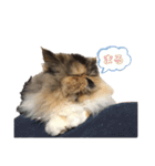 ぶさかわきなこちゃん 4（個別スタンプ：16）