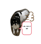 ベル敬語研究（個別スタンプ：8）