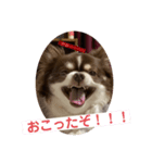 拳志朗らいふ（個別スタンプ：1）