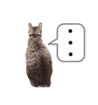 にま♀（個別スタンプ：6）