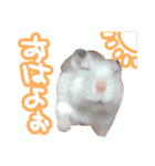 もぐ太スタンプ（個別スタンプ：1）