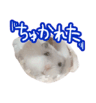 もぐ太スタンプ（個別スタンプ：8）