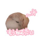 もぐ太スタンプ（個別スタンプ：9）