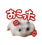 もぐ太スタンプ（個別スタンプ：23）