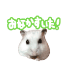 もぐ太スタンプ（個別スタンプ：30）